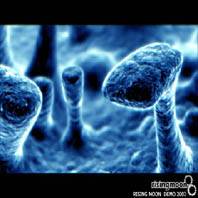 Rising Moon : Demo 2003